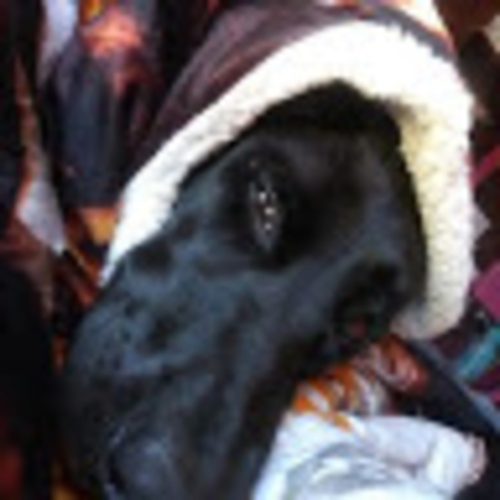 Meet your Posher, Susan